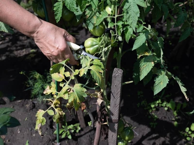 removing yellowing tomato leaves