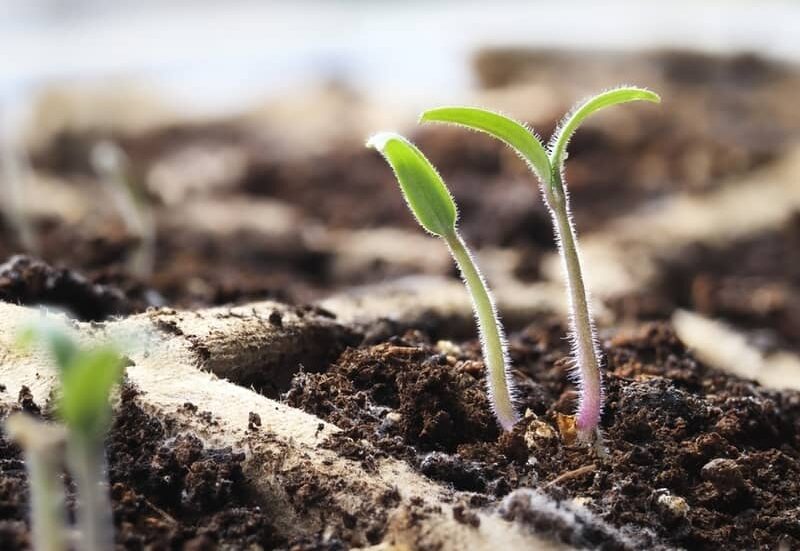 tomato seedling growing from planted tomato seed