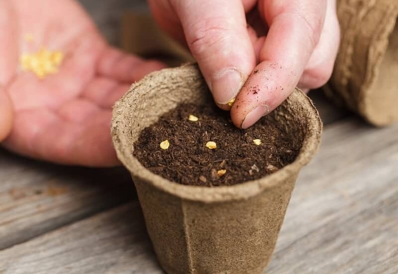 sowing tomato seeds in a small pot