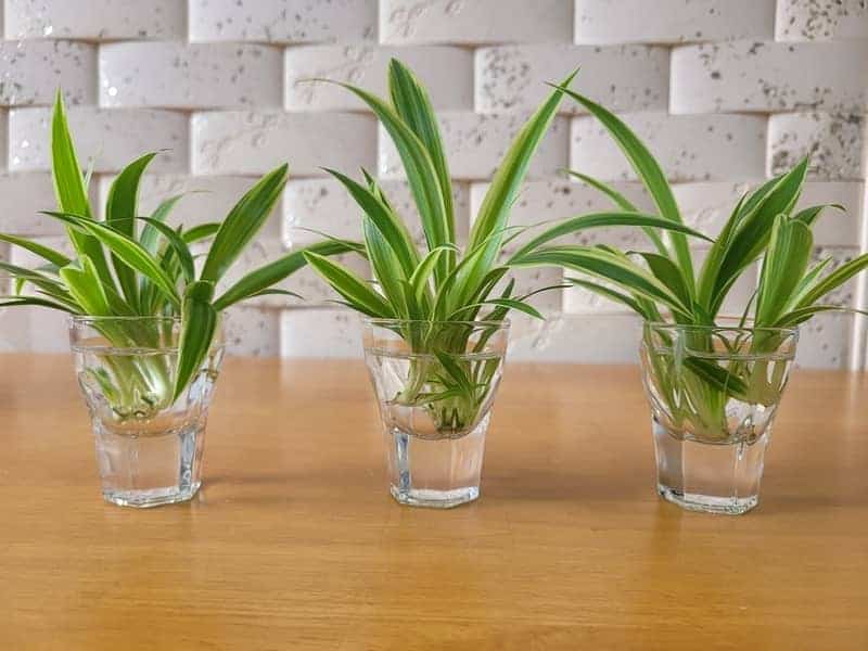 spider plants growing in water