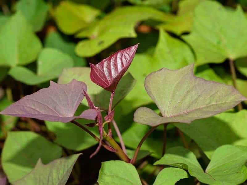 sweet potato vine close up
