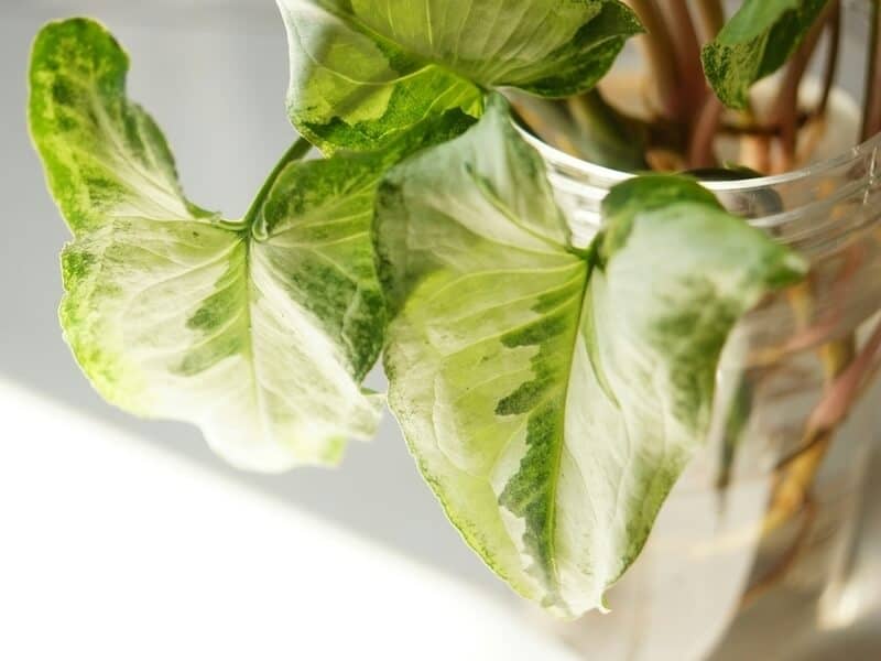  syngonium growing in water
