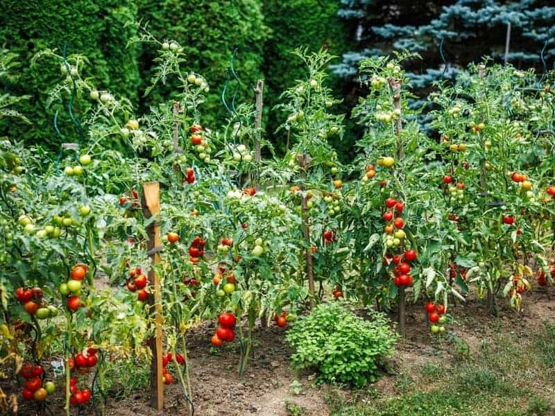 tomato plants growing in the garden