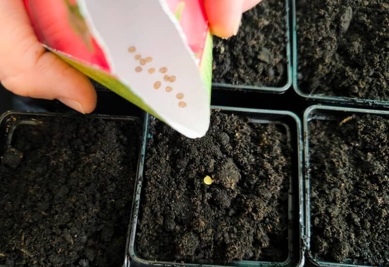 tomato seeds poured in soil mix and containers