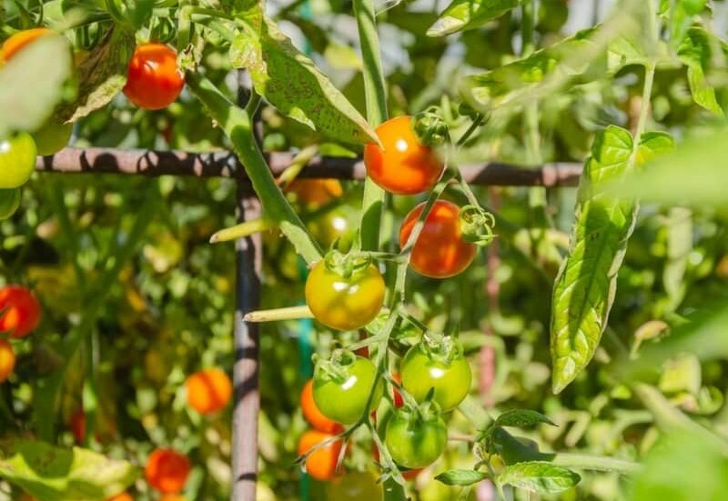 tomatoes ripening on the vine