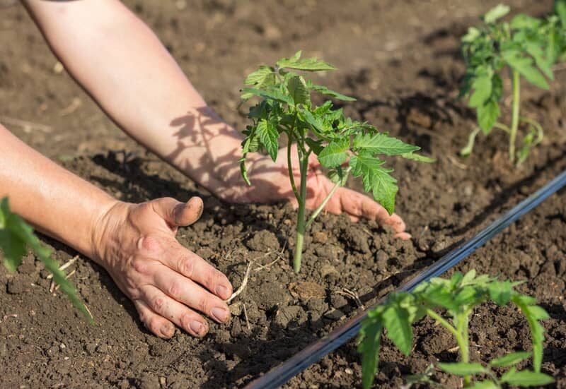 transplanting tomato seedlings in an outdoor garden
