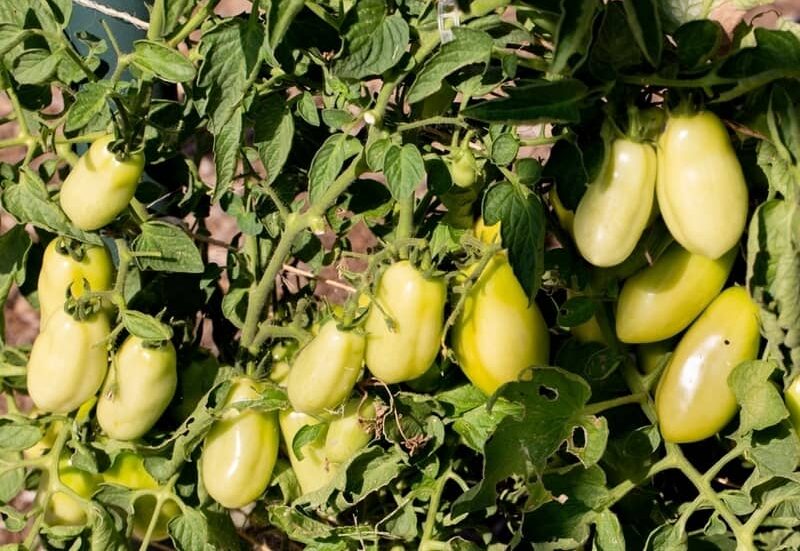 unripe San Marzano tomatoes growing on the vine