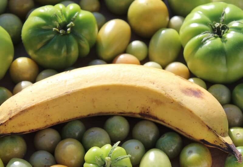 ripe banana placed in a pile of unripe tomatoes