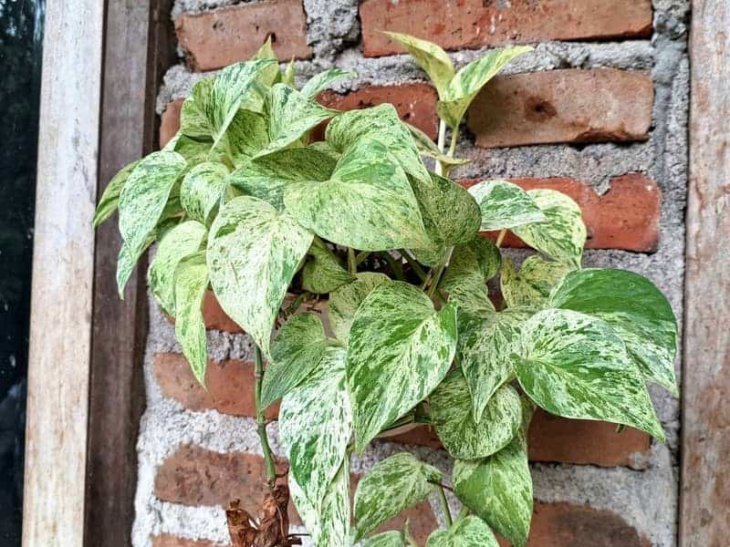 Devil's ivy crawling along a brick wall