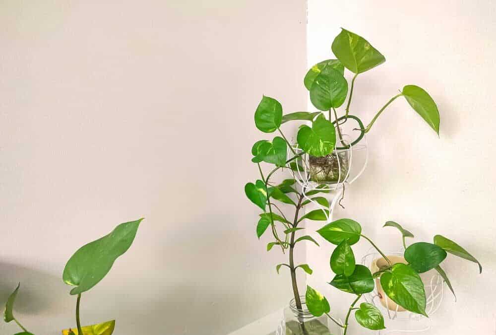 How To Propagate Devil’s Ivy