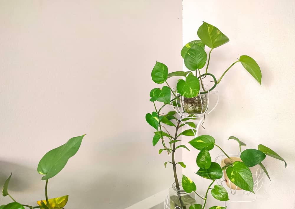 Devil’s-ivy-plant-growing-in-the-corner Devil's ivy plant growing in the corner of a room