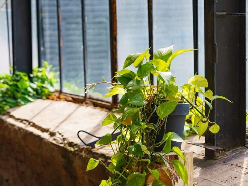 Devil's ivy by the window with bright indirect sunlight