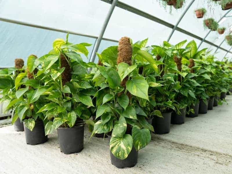 Devil's Ivy growing upward on moss poles