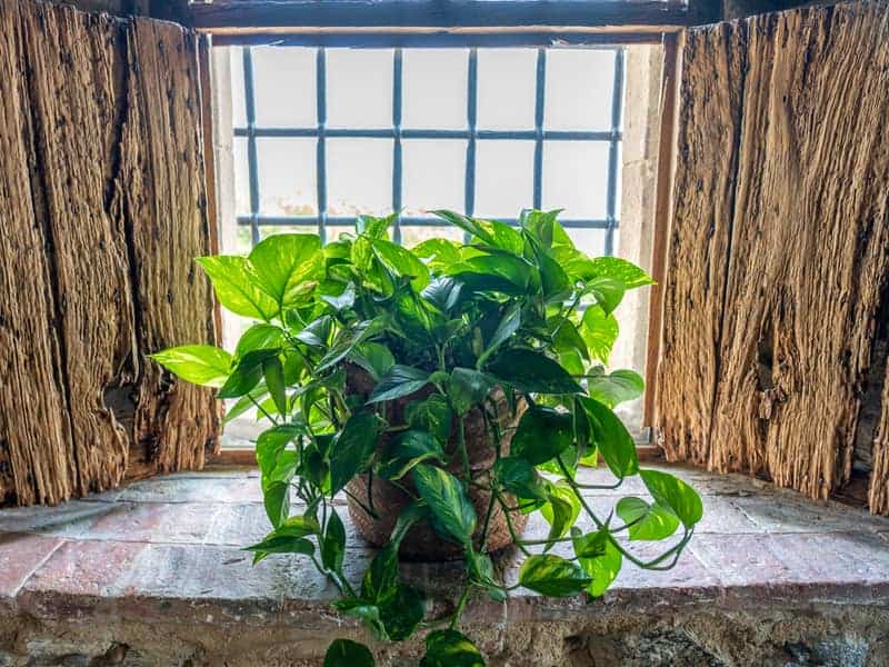 A close up shot of vibrant green Devil's Ivy plant decorating the window