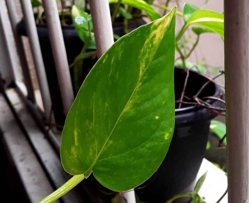vibrant green devil's ivy leaf with yellow colorations up close