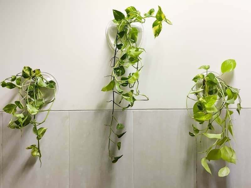 devil's ivy plants in clear glass containers hanging on a wall