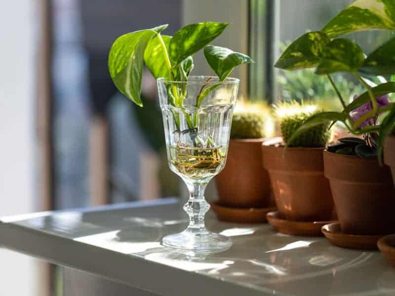Devil's Ivy being propagated in water