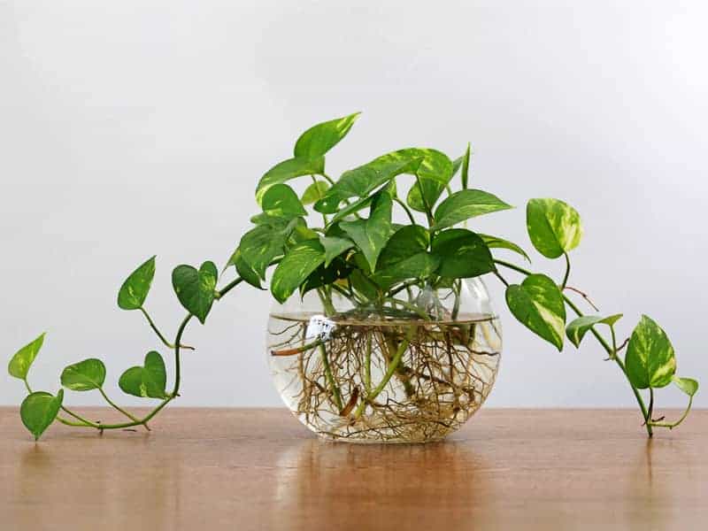 devil's ivy being propagated in a bowl of water