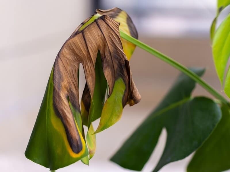 Close-up of a wilted and browning Monstera leaf due to disease