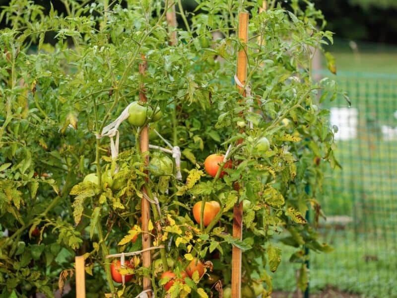 Ripe and unripe tomatoes growing on plant stakes in a home garden.