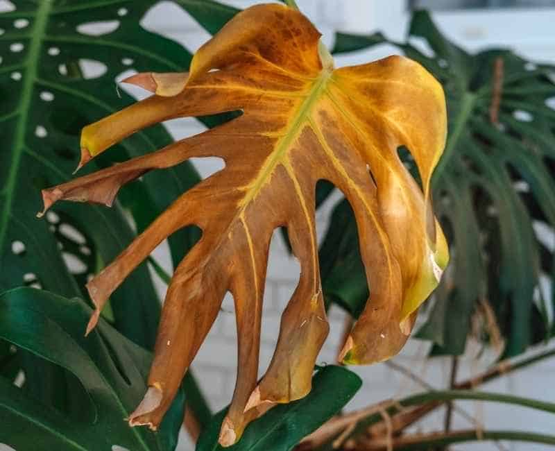 Curling and yellowed monstera leaf