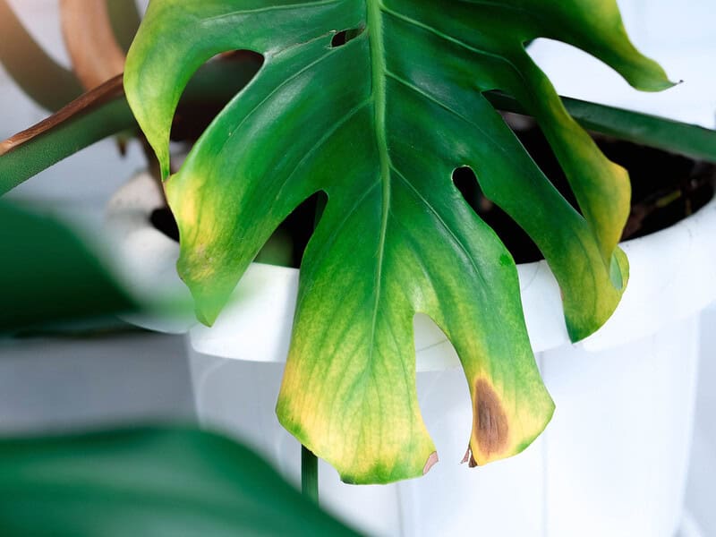 Monstera leaf with yellowing and curling edges