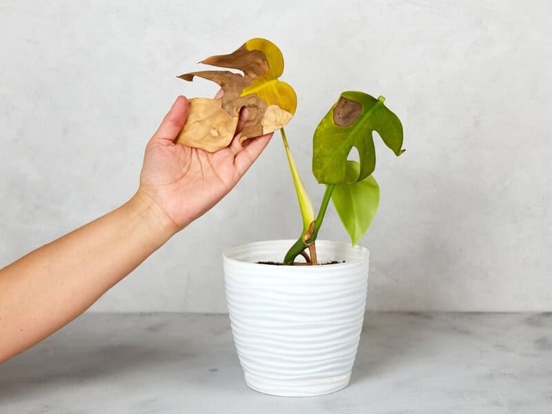 hand holding monstera with browning leaves on a white pot