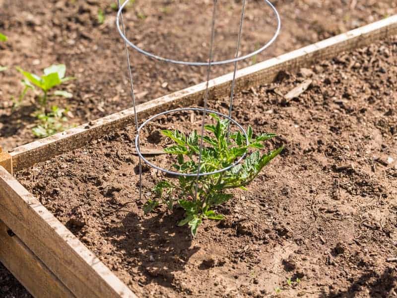 growing young tomato plant supported by a wire cage on a garden bed outdoors