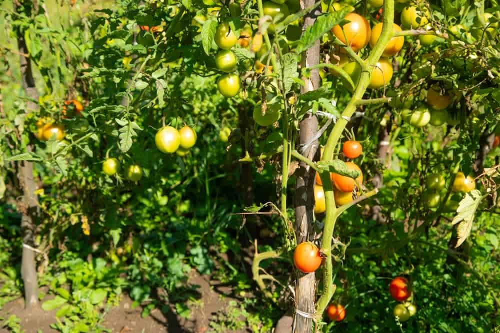 growing-tomato-plants-with-support Tomato plants tied to support stake preventing them from falling over