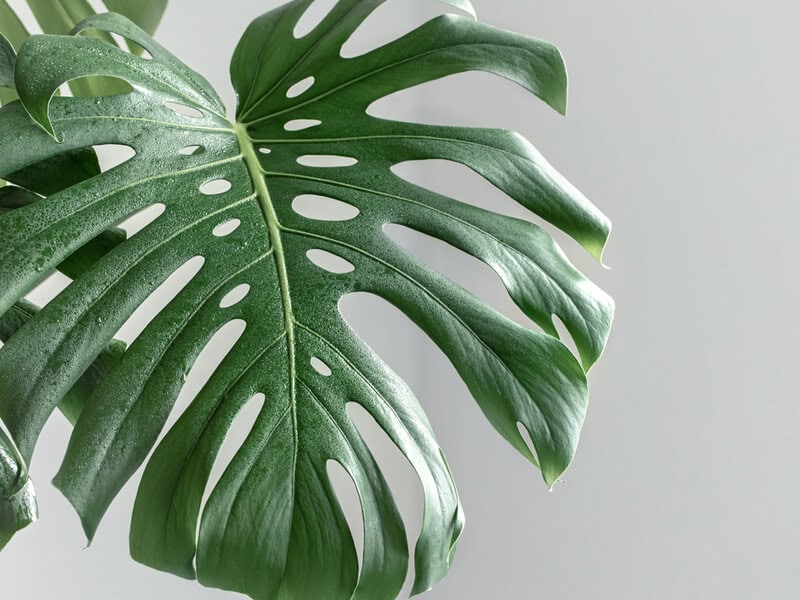 Healthy monstera leaf up close