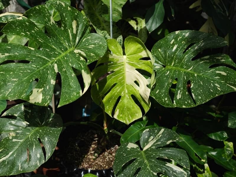 Monstera Thai constellation with vibrant healthy leaves