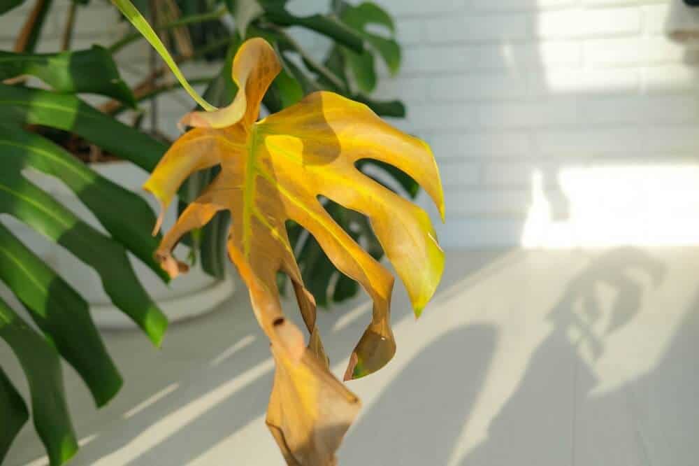 monstera-curling-leaves monstera curling leaves