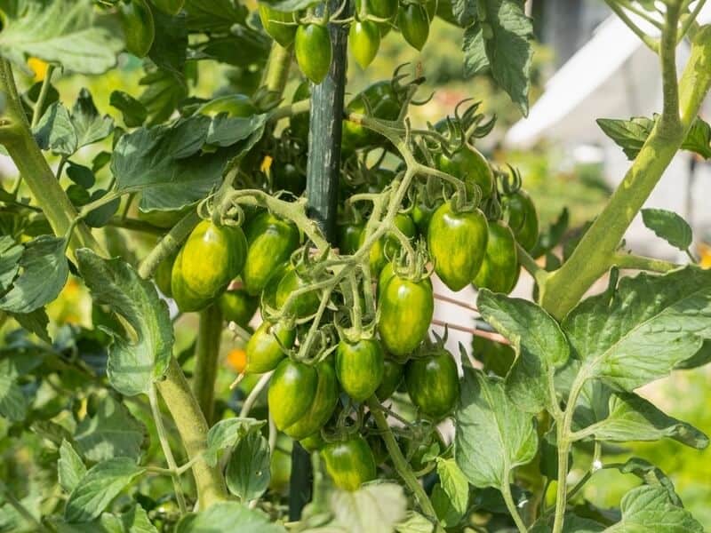 plum tomatoes supported by a green stake