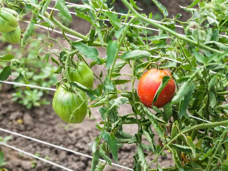 outdoor tomato plants supported by Florida weave