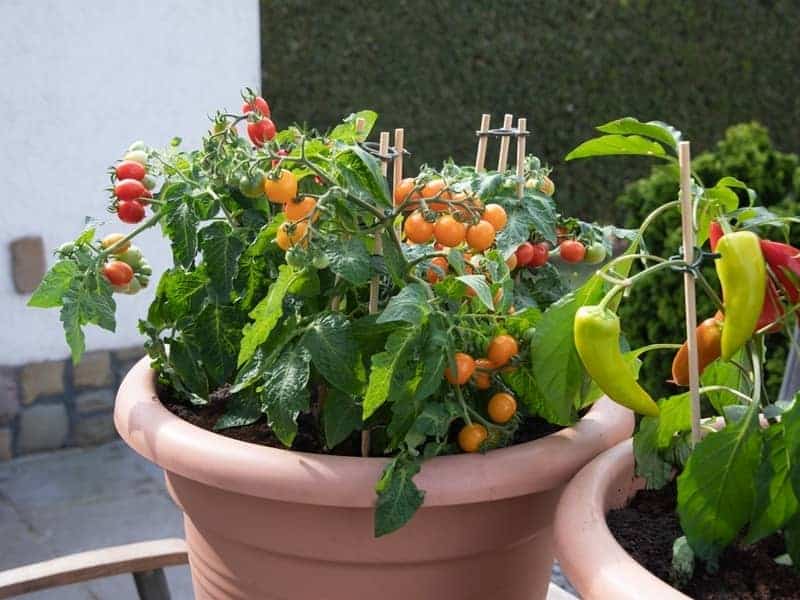 cherry tomato plant supported by stakes in a pot