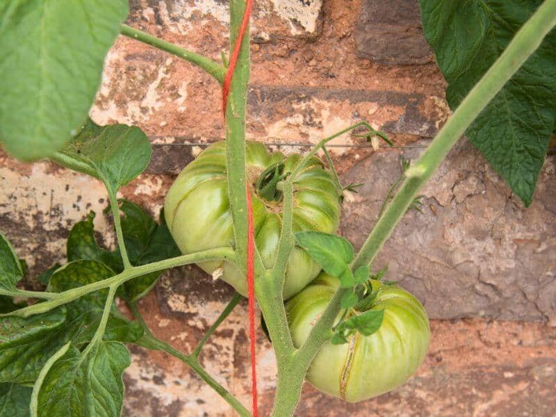 tomato plant supported by red vertical string up close