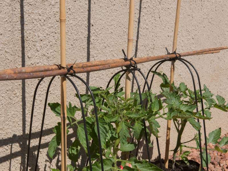 tomato plant growing with ladder support