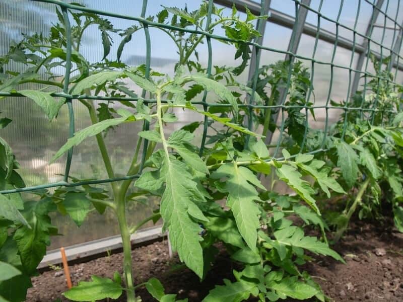 young tomato plants growing on wire or metal grids