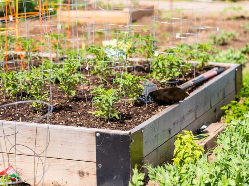 young tomato plants in wire cages