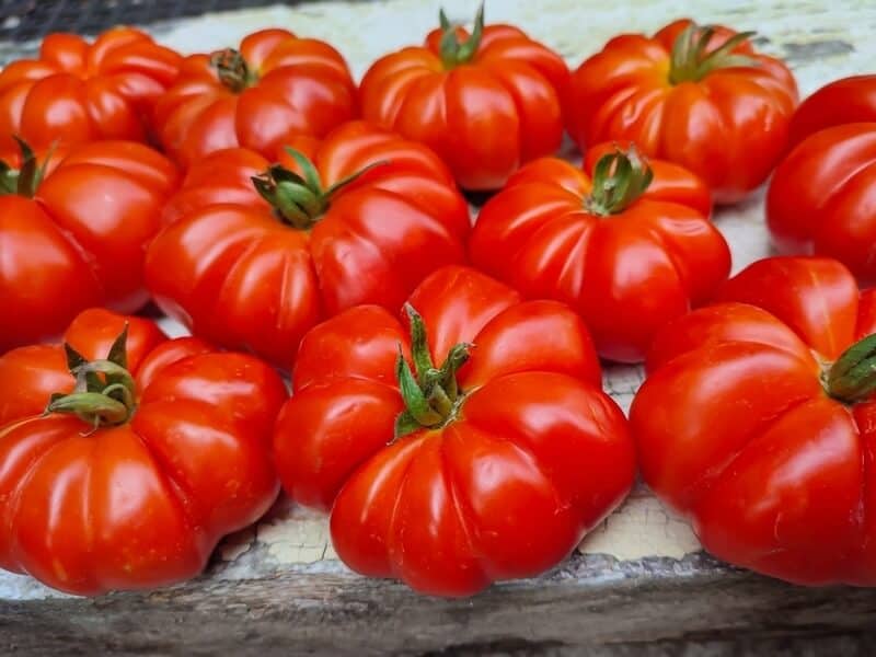 Very ripe heirloom tomatoes on a wooden surface