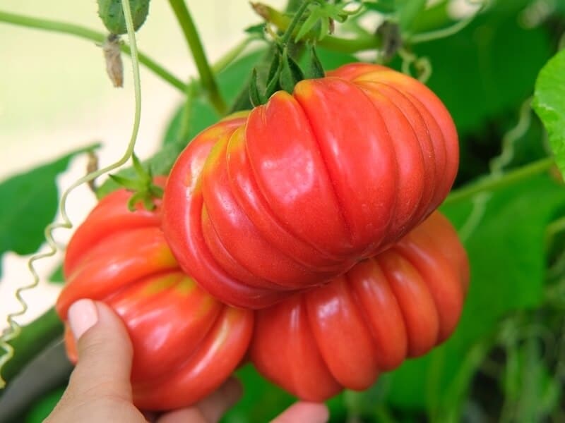 Hand picking ripe heirloom tomato