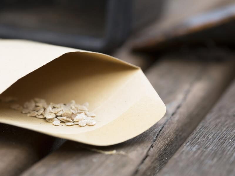 Bunch of dried tomato seeds in a seed packet