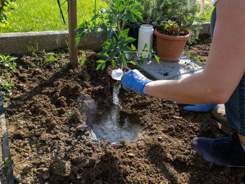 Gardener wearing gloves while fertilising a tomato plant in a home vegetable garden