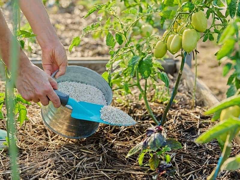 close up of a person feeding fertiliser on tomato plant