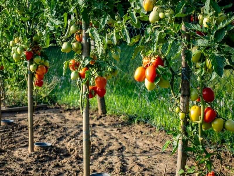 Growing tomato plants with tomatoes ripe for harvest