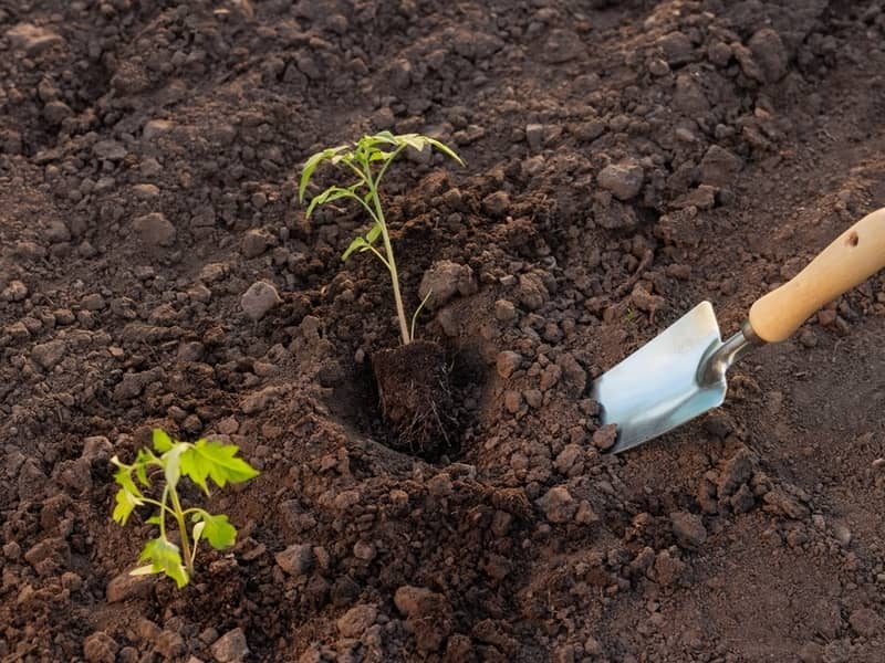 Soil being prepared for planting tomato seedling