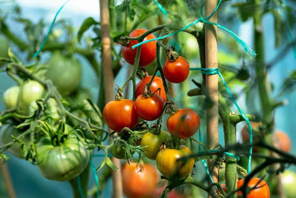 tomato-plant-with-ripe-tomatoes-fertiliser-concept Tomato plant with ripe and unripe fruits growing healthily
