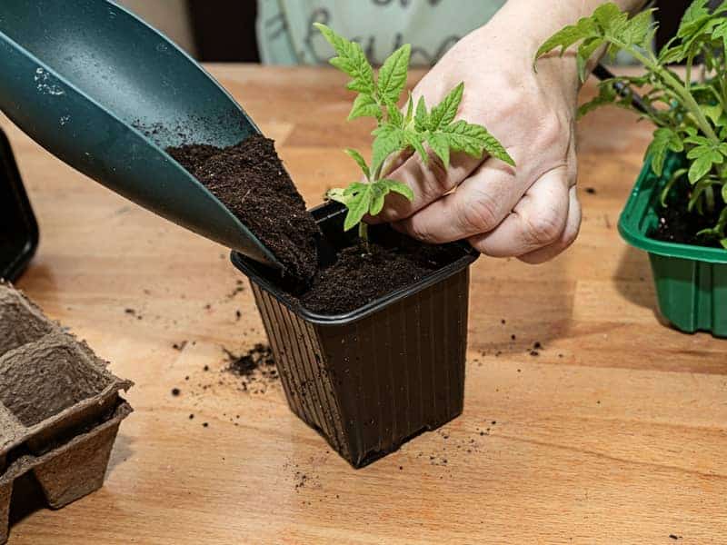 Person adding fertilised soil on a small pot with tomato plant seedling