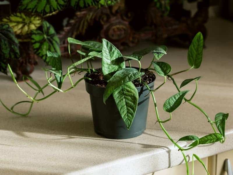 rare Cebu blue pothos with dark green leaves and silvery blue sheen