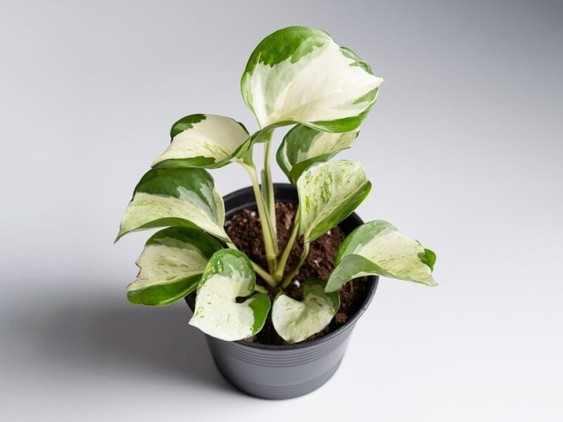 Manjula pothos growing out of a black nursery pot